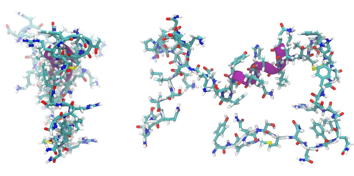 Illustration of adrenomedullin peptide molecule